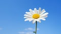 A vibrant white daisy, adorned with a bright yellow center, stands out against the canvas of a clear blue sky. Ai Generated Royalty Free Stock Photo