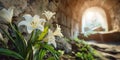 White Lilies Flourishing in Sunlit Stone Ruins