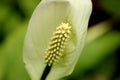 Vibrant White Peace lily Anthurium. Royalty Free Stock Photo