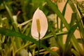 Vibrant White Peace lily Anthurium.