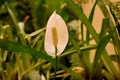 Vibrant White Peace lily Anthurium. Royalty Free Stock Photo