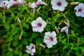 Vibrant white and pink petunia - surfinia flowers Royalty Free Stock Photo