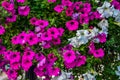 Vibrant white and pink petunia - surfinia flowers Royalty Free Stock Photo