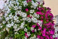 Vibrant white and pink petunia - surfinia flowers Royalty Free Stock Photo