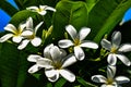 Vibrant white Plumeria obtuse blossoms in a garden