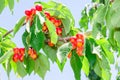 Vibrant white rainier cherry berry bunches