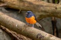 Vibrant White-rumped Shama Thrush (Copsychus malabaricus) perched atop a branch of a tree