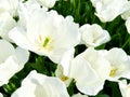 Vibrant white tulips in bloom with yellow stamens on sunny day, close up view of fresh spring flowers with soft petals