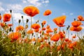 Vibrant Wild Poppy Field Royalty Free Stock Photo