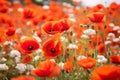 Vibrant Wild Poppy Field