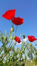 Vibrant wild red poppies reaching up to sky