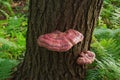 Vibrant Wild Reishi Mushroom Ganoderma Tsugae growing on a Hemlock Tree Royalty Free Stock Photo