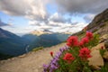 Vibrant Wildflowers Along Side of Trail