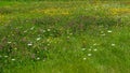 Vibrant wildflowers bloom amidst tall grasses, showcasing natureÃ¢â¬â¢s springtime splendor