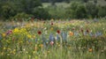 Vibrant wildflowers fill the open meadows their delicate petals dancing in the gentle breeze. Native grasses and shrubs Royalty Free Stock Photo