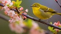 A vibrant WilsonÃ¢â¬â¢s Warbler perched on a blooming branch. AI Generative Royalty Free Stock Photo