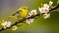 A vibrant WilsonÃ¢â¬â¢s Warbler perched on a blooming branch. AI Generative Royalty Free Stock Photo