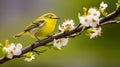 A vibrant WilsonÃ¢â¬â¢s Warbler perched on a blooming branch. AI Generative