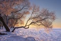 Vibrant winter landscape at morning sunrise with yellow sunlight. Snowy trees on froze on lake shore. Nature winter scene Royalty Free Stock Photo