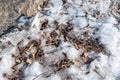 Vibrant winter scene featuring a patch of untouched snow atop a bed of lush green grass Royalty Free Stock Photo