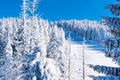 Vibrant winter ski vacation background with piste and pine trees covered by heavy snow Royalty Free Stock Photo