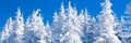 Vibrant winter vacation background panorama with pine trees covered by heavy snow Royalty Free Stock Photo