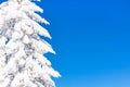 Vibrant winter vacation background with pine tree covered by heavy snow and blue sky Royalty Free Stock Photo