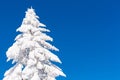 Vibrant winter vacation background with pine tree covered by heavy snow and blue sky Royalty Free Stock Photo