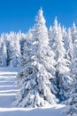 Vibrant winter vacation background with pine trees covered by heavy snow Royalty Free Stock Photo