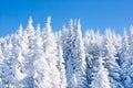 Vibrant winter vacation background with pine trees covered by heavy snow Royalty Free Stock Photo