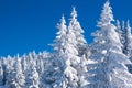 Vibrant winter vacation background with pine trees covered by heavy snow Royalty Free Stock Photo