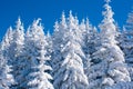 Vibrant winter vacation background with pine trees covered by heavy snow Royalty Free Stock Photo