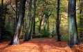 Vibrant woodland scene in autumn