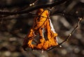 a leaf that is on top of a tree branch in the fall Royalty Free Stock Photo