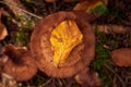 Vibrant yellow autumn leaf rests atop a brown mushroom, surrounded by speckled leaves
