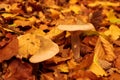Vibrant yellow autumn leaves atop brown mushrooms surrounded by speckled leaves