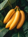 Vibrant yellow banana, smooth, curvaceous. Nature\'s perfection, Ai Generated
