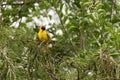 Vibrant yellow bird perched in forest. Royalty Free Stock Photo