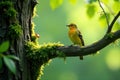 A vibrant yellow bird perched on a moss-covered branch in a lush green forest setting. Generative AI Royalty Free Stock Photo