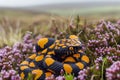 Vibrant Yellow and Black Banded California Kingsnake Coiled Among Purple Wildflowers in Natural Habitat