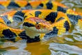 Vibrant Yellow and Black Banded Water Snake Close up in Natural Habitat Royalty Free Stock Photo