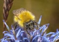 Bumblebee busy pollinating a blue allium flower