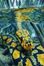 Vibrant Yellow and Black Patterned Anaconda Snake Swimming in Murky Waters Surrounded by Mangrove Roots Royalty Free Stock Photo