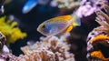 Vibrant Yellow And Blue Spotted Fish In A Coral Reef Aquarium Royalty Free Stock Photo