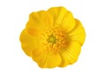 Bright yellow buttercup flower isolated on white background Royalty Free Stock Photo