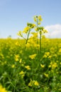 Vibrant yellow canola flower in full bloom close up Royalty Free Stock Photo