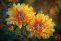Vibrant Yellow Chrysanthemum Flowers