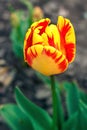 Vibrant, yellow, colorful tulip. tulip blossoms in spring sun. tulip in the field Royalty Free Stock Photo