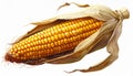 Vibrant Yellow Corn Cob with Brown Husk Isolated on White Background Royalty Free Stock Photo