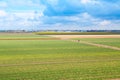 Vibrant yellow daffodil and red tulip flowers field, blue cloudy sky Royalty Free Stock Photo